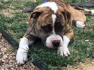 Meet your Posher, Sarai